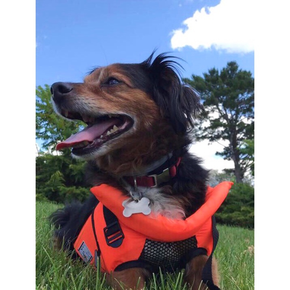 Dog Life Jacket - Picture 3 of 5